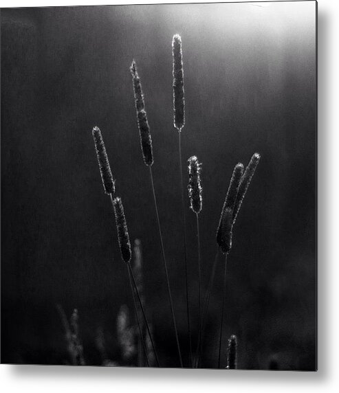 Beautiful Metal Print featuring the photograph Reeds by Aleck Cartwright