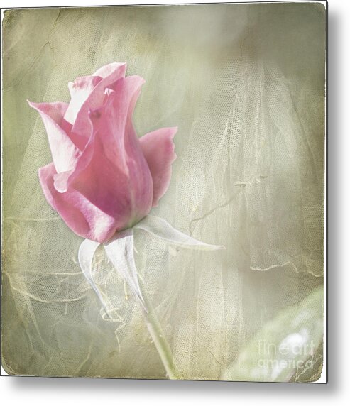 Rose Metal Print featuring the photograph Reminiscing by Linda Lees