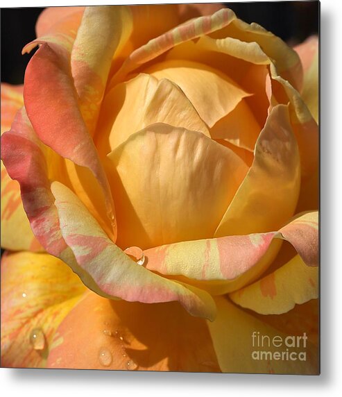 Rose Metal Print featuring the photograph Resting on my Petals by Joy Watson
