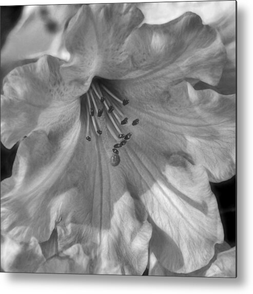 Rhododendron In Black And White Metal Print featuring the photograph Rhododendron in Black And White by Wes and Dotty Weber