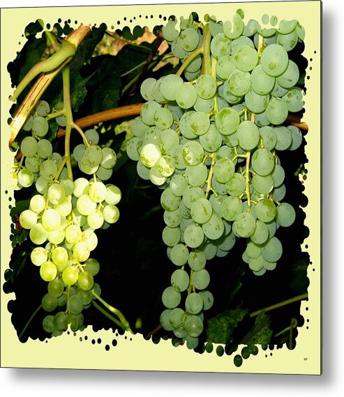 Ripe On The Vine Metal Print featuring the photograph Ripe On The Vine by Will Borden