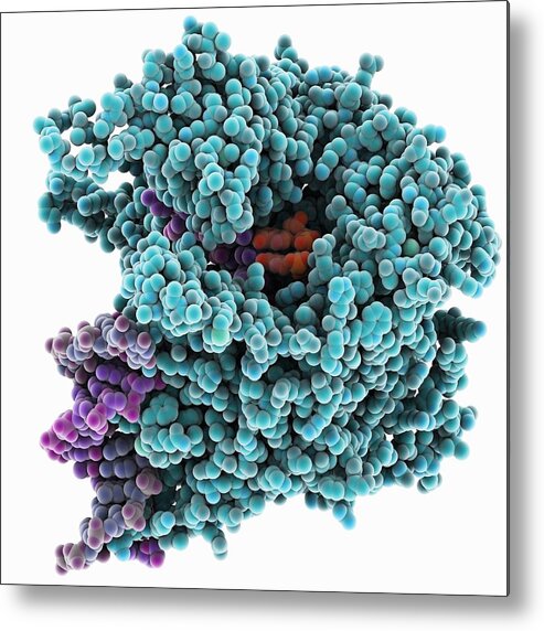 T7 Rnap Metal Print featuring the photograph RNA polymerase molecule by Science Photo Library