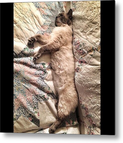 Cute Metal Print featuring the photograph Rocco Sacked Out On The Sofa by Couvegal Brennan