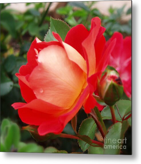Janice Sakry Metal Print featuring the photograph Rose Garden Red Square-3 by Janice Sakry