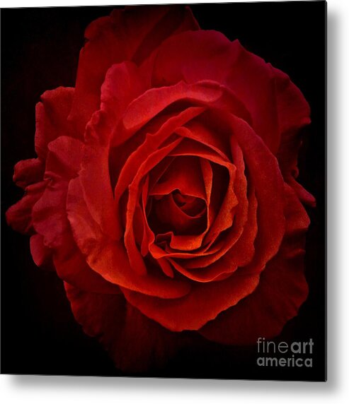 Rose Metal Print featuring the photograph Rose in Red by Patricia Strand