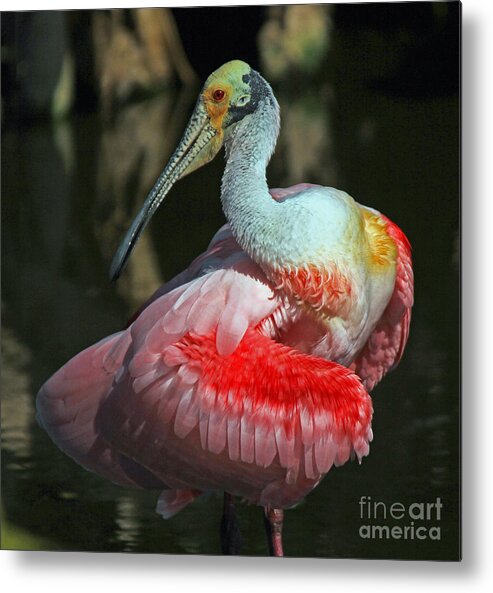 Roseate Spoonbill Metal Print featuring the photograph Roseate preening by Larry Nieland