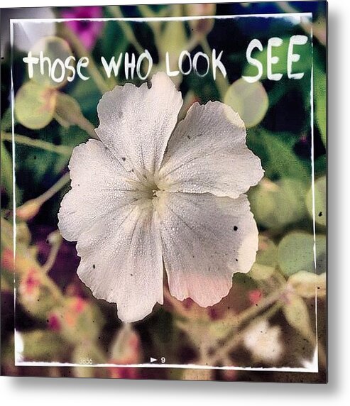 Flower Metal Print featuring the photograph #rosecampion #blooming Today. #white by Teresa Mucha