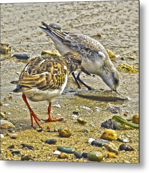 Ornithology Metal Print featuring the photograph Ruddy Turnstone And Sanderling by Constantine Gregory