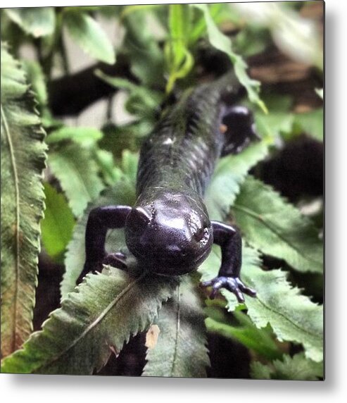  Metal Print featuring the photograph Salamander by Christy Beckwith