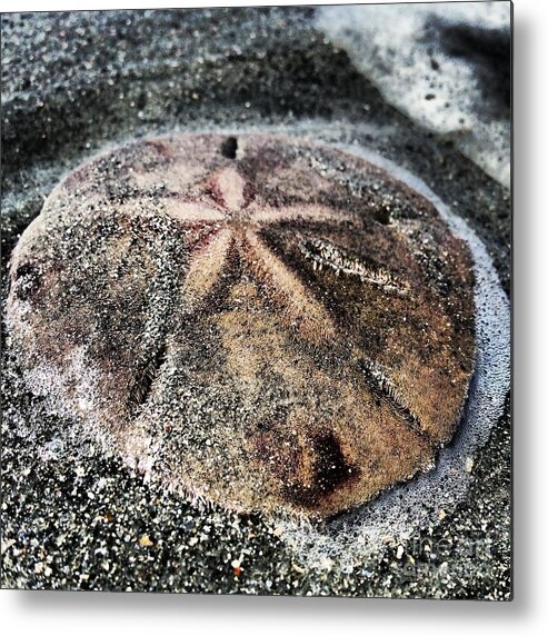 Beach Metal Print featuring the photograph Sand Dollar by M West