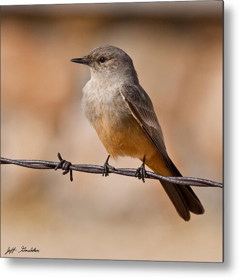 Animal Metal Print featuring the photograph Say's Phoebe on a Barbed Wire by Jeff Goulden