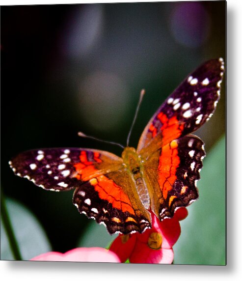 Scarlet Peacock Butterfly Metal Print featuring the photograph Scarlet Peacock Butterfly - Anartia amathea by David Patterson