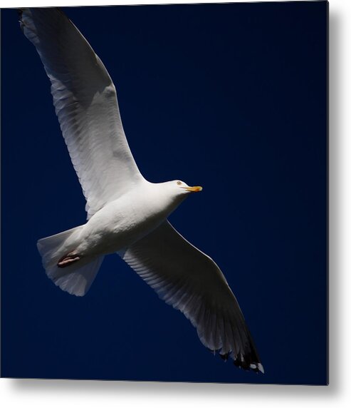 Seagull Metal Print featuring the photograph Seagull Underglow by Kirkodd Photography Of New England