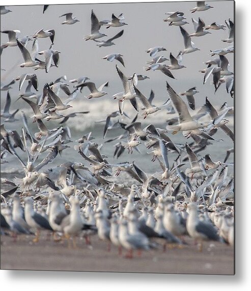 Seagulls Metal Print featuring the photograph Seagulls by Hitendra SINKAR