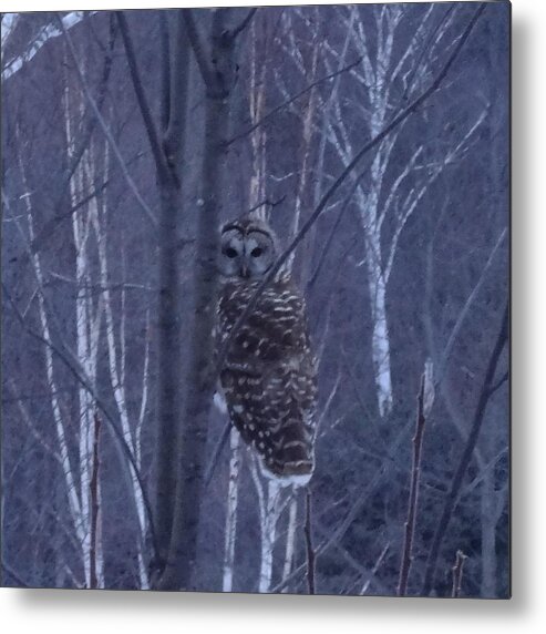 Owl Metal Print featuring the photograph Sharing Solitude by Catherine Arcolio