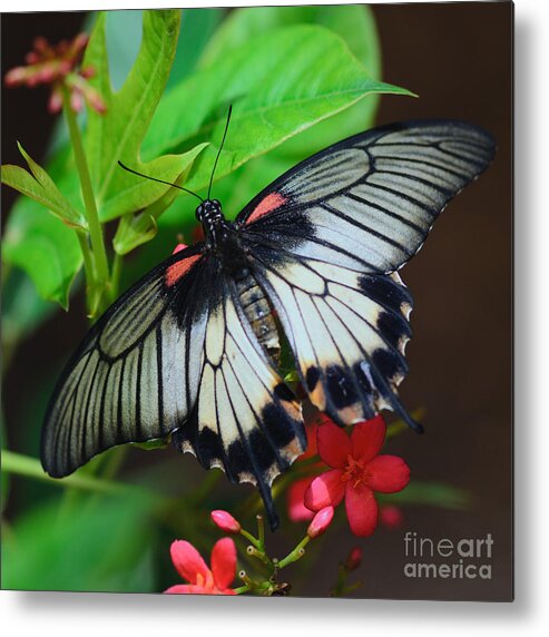 Scarlet Swallowtail Metal Print featuring the photograph She's A Beauty by Tamara Becker