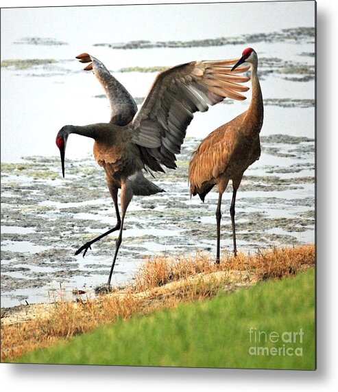 Sandhill Cranes Metal Print featuring the photograph Showoff by Carol Groenen
