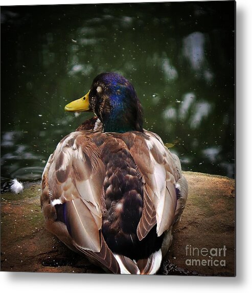 Mallard Duck Metal Print featuring the photograph Sitting Duck by Charlie Cliques