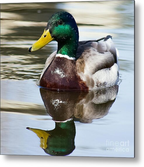 Duck Metal Print featuring the photograph Sitting Pretty by Nikki Vig