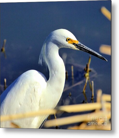 Snowy Egret Metal Print featuring the photograph Snowy Egret Stare by Roxie Crouch