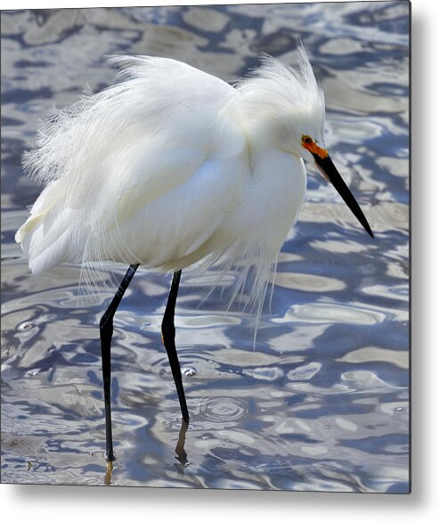 Florida Metal Print featuring the photograph Snowy Egret by Walt Sterneman