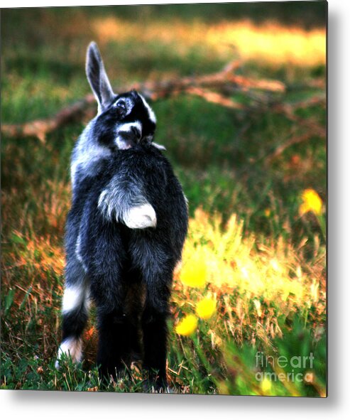 Baby Goat Metal Print featuring the photograph Snuggles by Lesa Fine