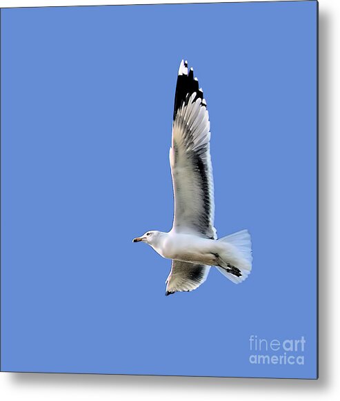 Seagull Metal Print featuring the photograph Soaring by Shirley Mangini