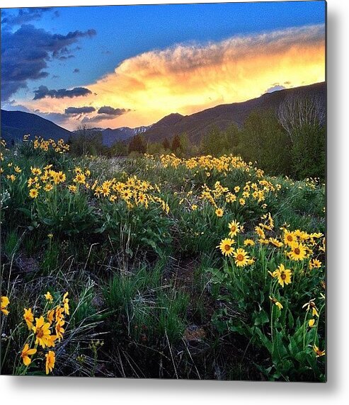 Sunvalley Metal Print featuring the photograph Sometimes I See Things I Really Like by Cody Haskell