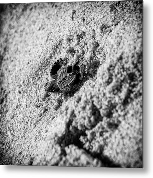 Baby Loggerhead Metal Print featuring the photograph Sometimes We Fall by Sebastian Musial