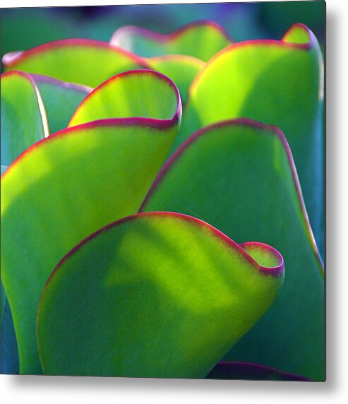 Succulent Metal Print featuring the photograph South African Beauty by Byron Varvarigos