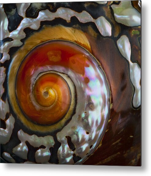 South African Metal Print featuring the photograph South African Turban Shell by Carol Leigh