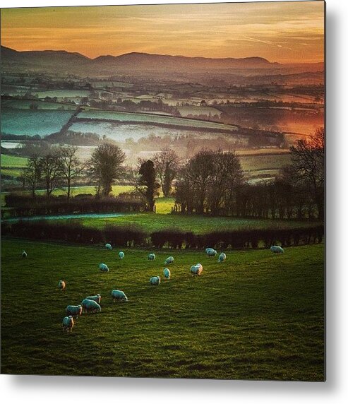  Metal Print featuring the photograph Speckled Sheep by Aleck Cartwright