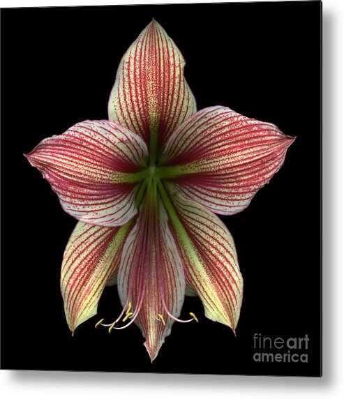Color Metal Print featuring the photograph Spider amaryllis by Oscar Gutierrez