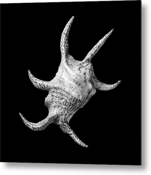 Sea Shell Metal Print featuring the photograph Spider Conch Seashell by Jim Hughes