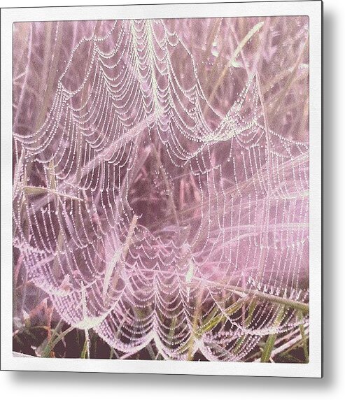 Coolthings Metal Print featuring the photograph #spiderweb #tinythings #smallthings by Erica Mason