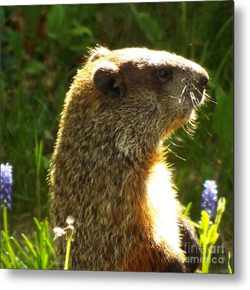 Spring Groundhog Metal Print featuring the photograph Spring groundhog by Lisa Roy