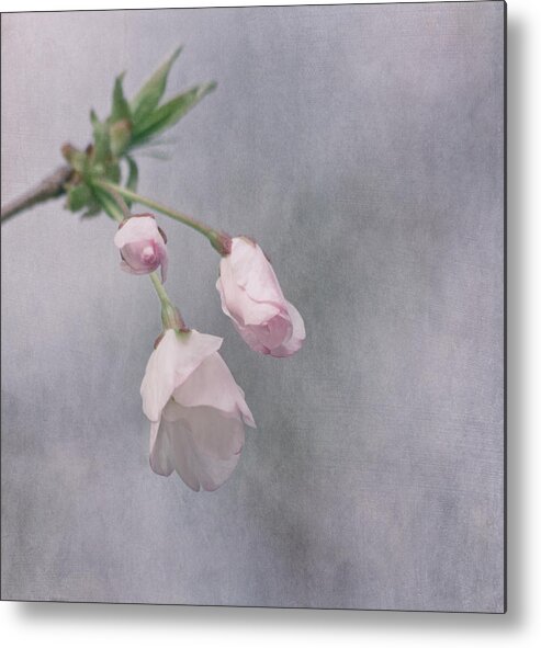 Cherry Blossom Metal Print featuring the photograph Spring's Promise by Kim Hojnacki