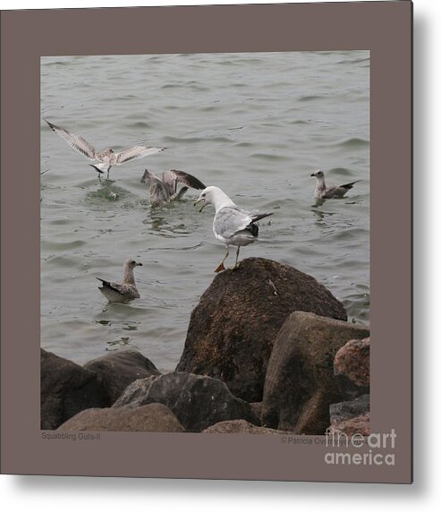 Bird Metal Print featuring the photograph Squabbling Gulls-II by Patricia Overmoyer