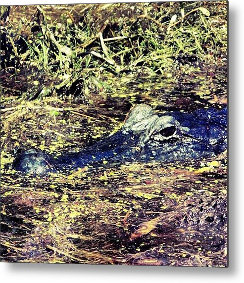 Exploring_shotz Metal Print featuring the photograph Stained Glass Gator. In The Bayou by Michele Beere