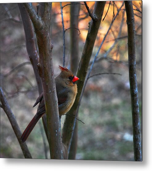 Cardinal Metal Print featuring the photograph Standing Watch by Linda Segerson