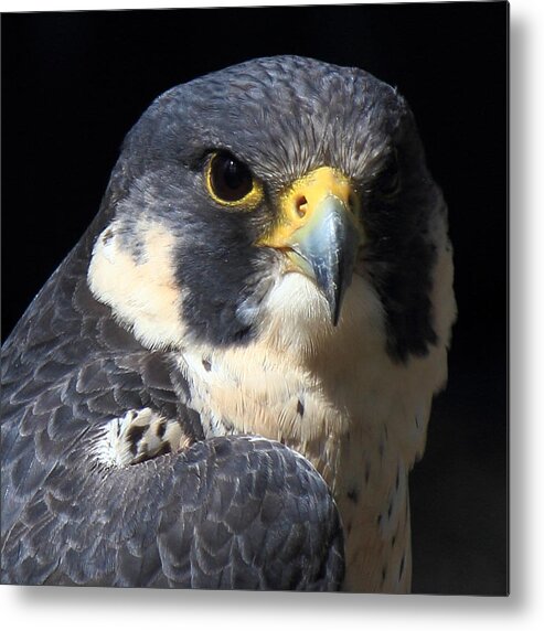 Peregrine Metal Print featuring the photograph Steely Stare by Randy Hall