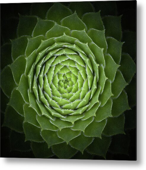 Green Metal Print featuring the photograph Succulent by Victor Mozqueda