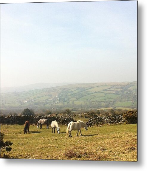 Animals Animal Horse Pony Wild Grazing Landscape Devon Uk Metal Print featuring the photograph Summer Graze by Liz White