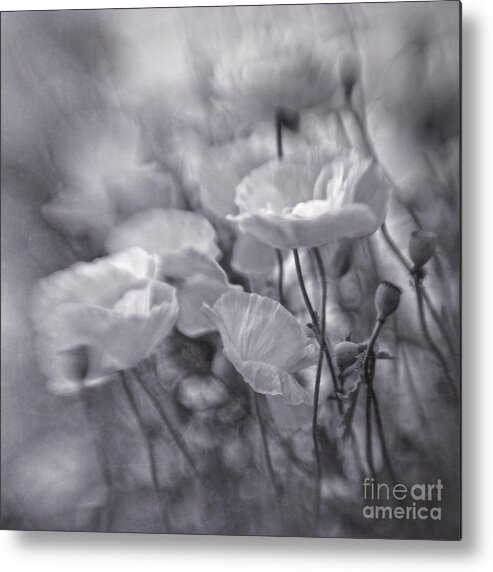 And Metal Print featuring the photograph summer whipsers IIII by Priska Wettstein