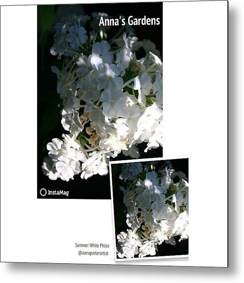 Summer Metal Print featuring the photograph Summer White Phlox, Afternoon Light by Anna Porter
