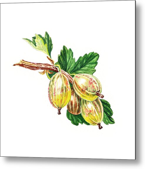 Gooseberry Metal Print featuring the painting Sun Kissed Green Gooseberries by Irina Sztukowski