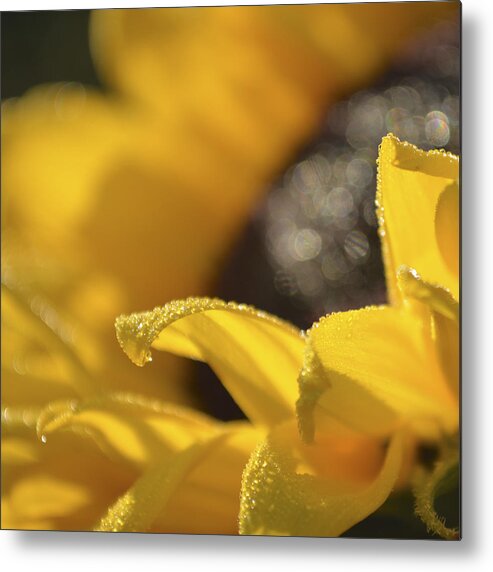 Raindrops Metal Print featuring the photograph Sundrops by Forest Floor Photography