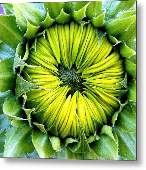 Sunflower Metal Print featuring the photograph Sunflower Closed by Jeff Lowe