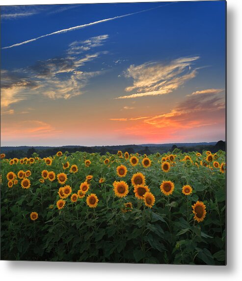 Sunflower Metal Print featuring the photograph Sunflowers in the evening by Bill Wakeley