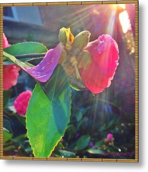 Global_nature Metal Print featuring the photograph Sunlight And Raindrops On Camellia by Anna Porter